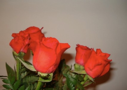 rosas.jpg